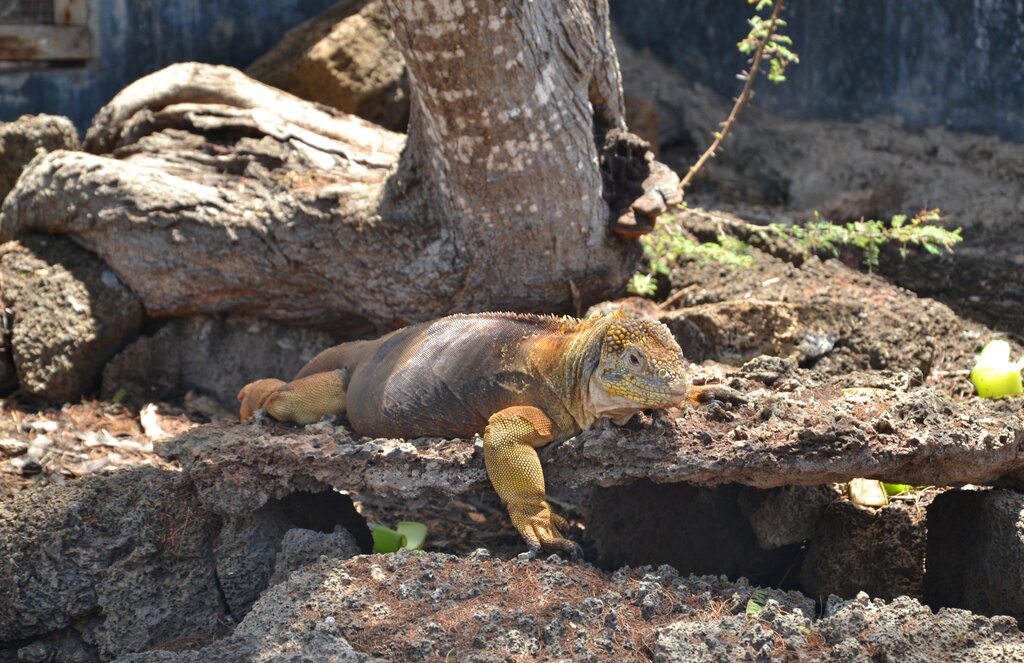 Iguana on the rocks