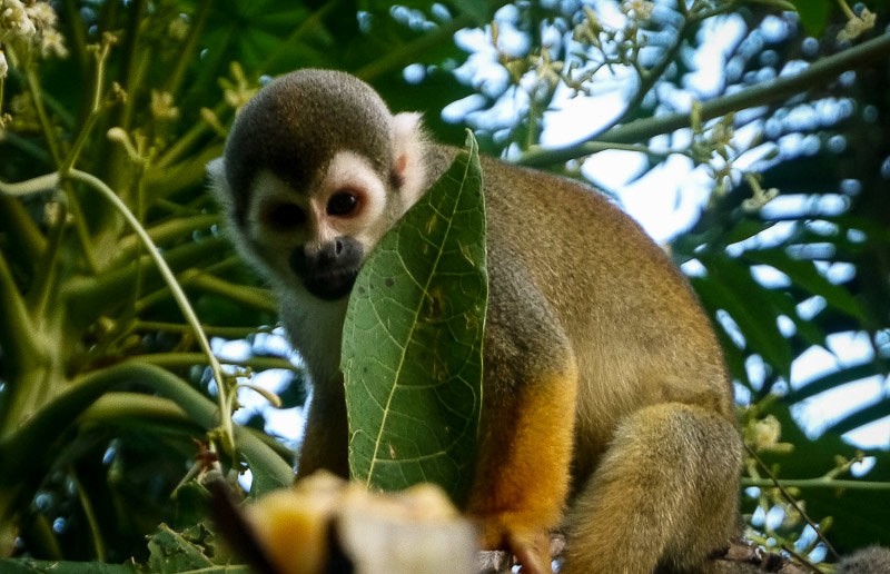 A squirrel monkey in the Amazon