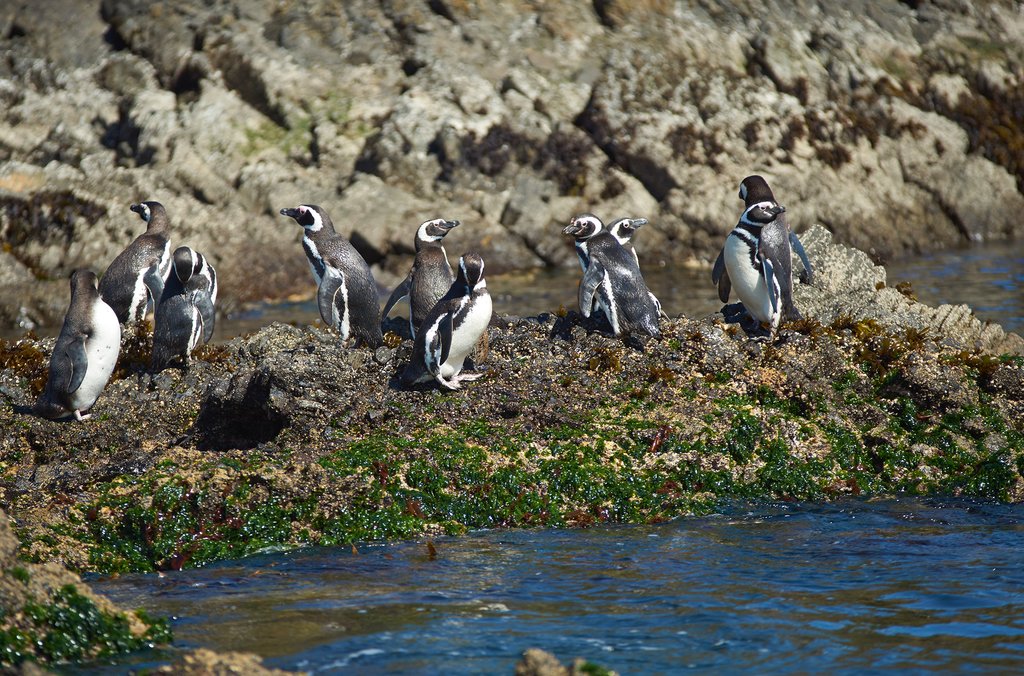 The penguin colony at Puñihuil