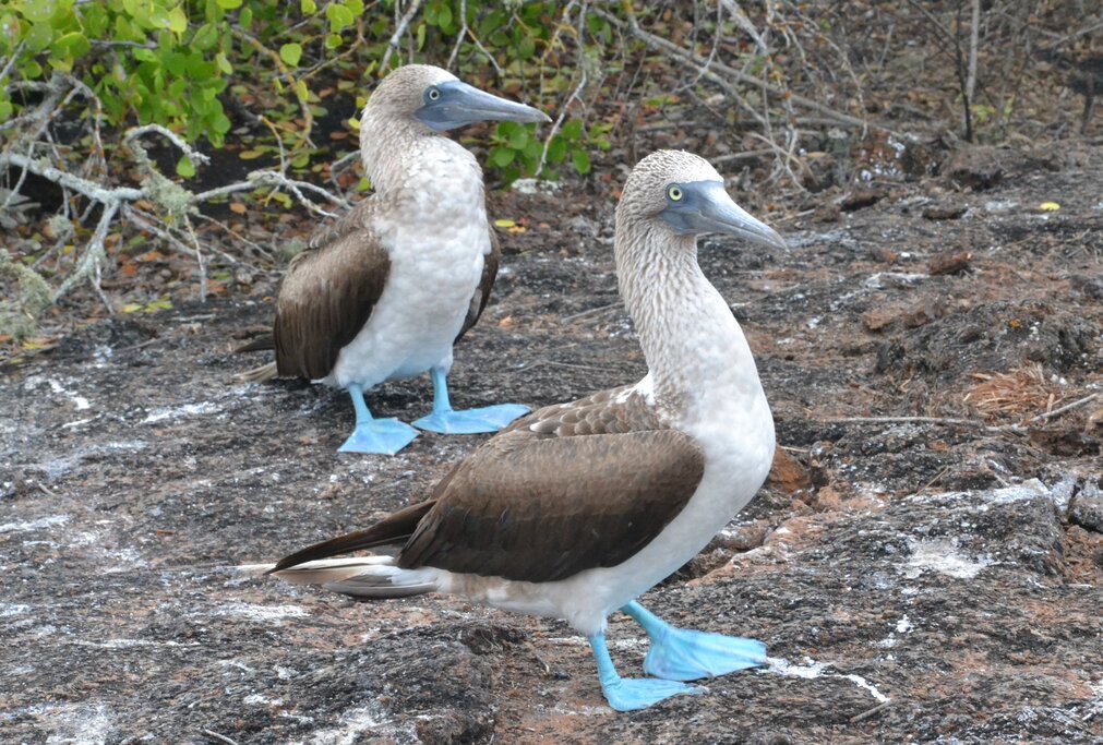 Blue-footed boobies