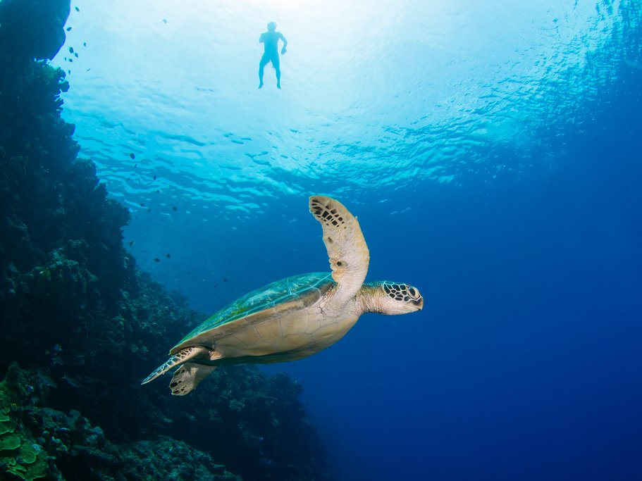 Indonesia - Bunaken National Park - Snorkeler and green sea turtle