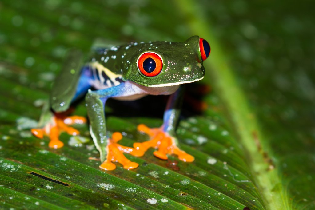 Treefrog
