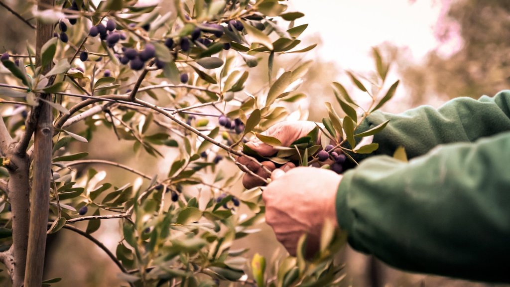 Participate in the Harvest of Olives