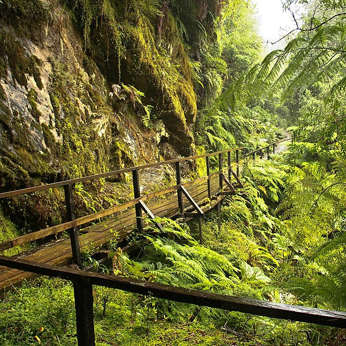 Trekking through Alerce Andino National Park