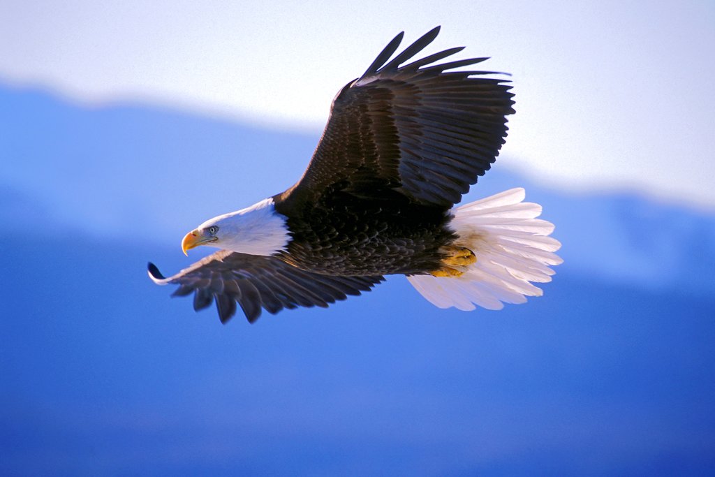 Look for bald eagle soaring in the sky near Haines