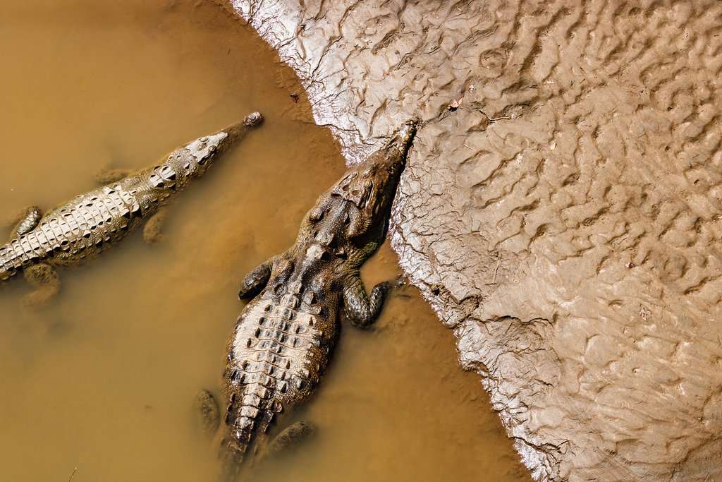 Crocodiles are common sites on the Tárcoles River