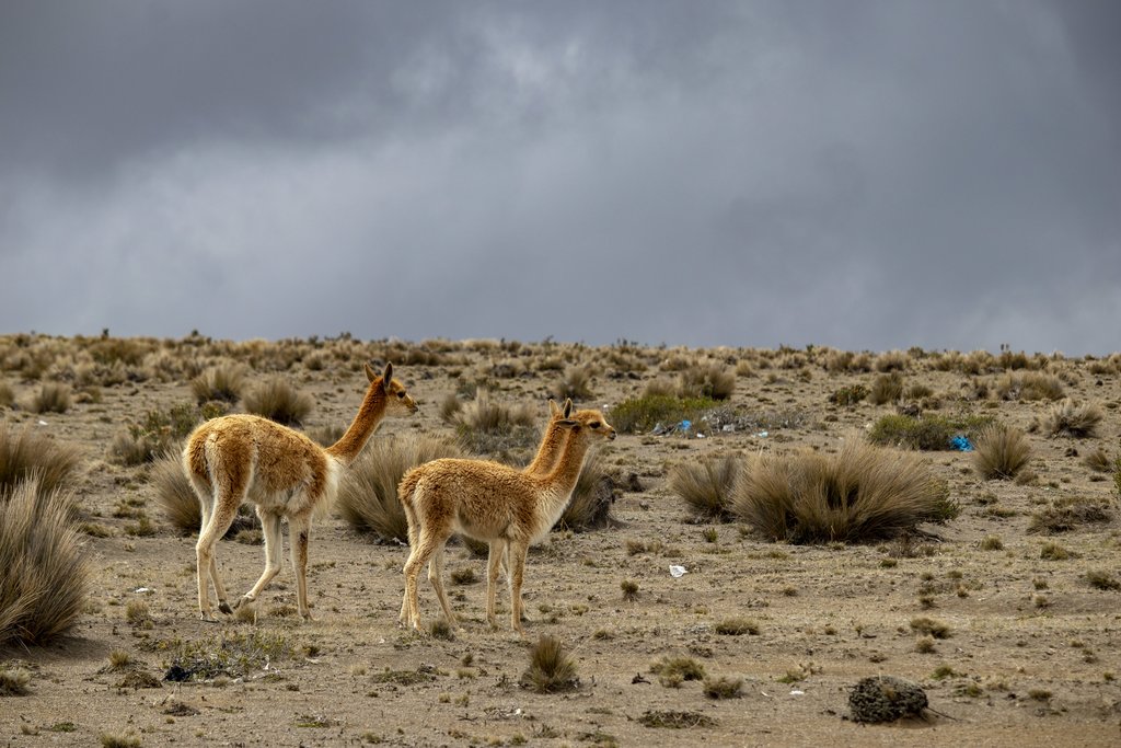 Vicuñas on the Ecuadorian plateaus