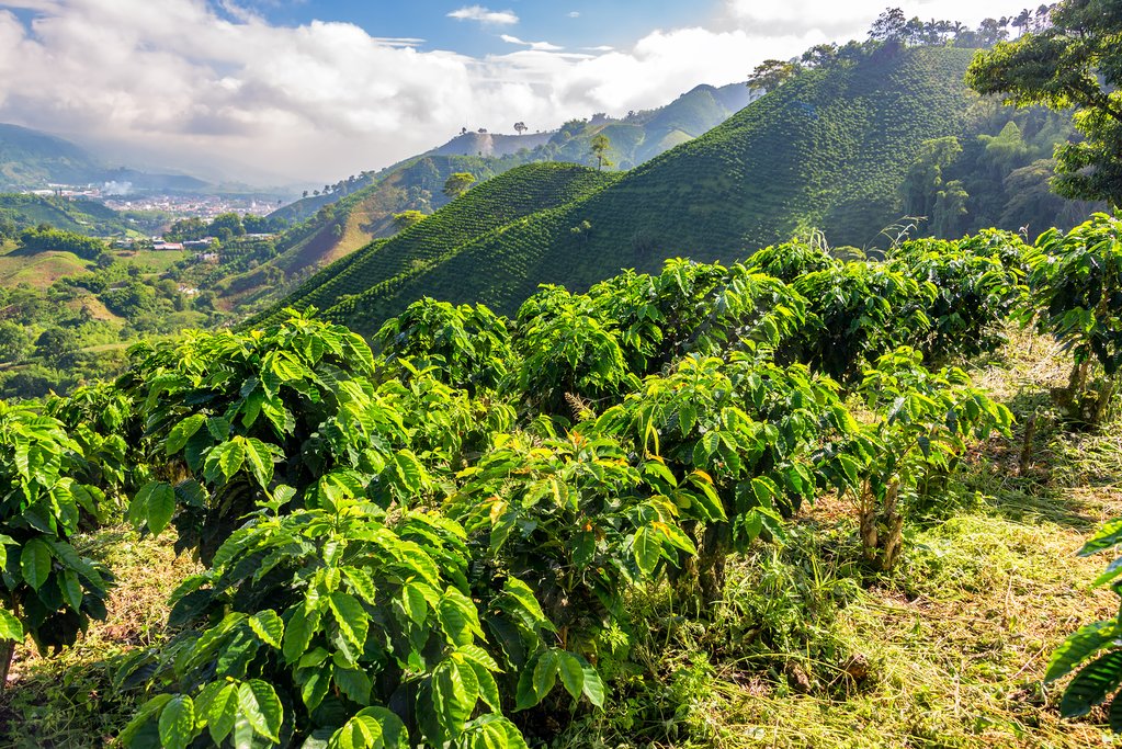 The coffee fields of Colombia's Zona Cafetera