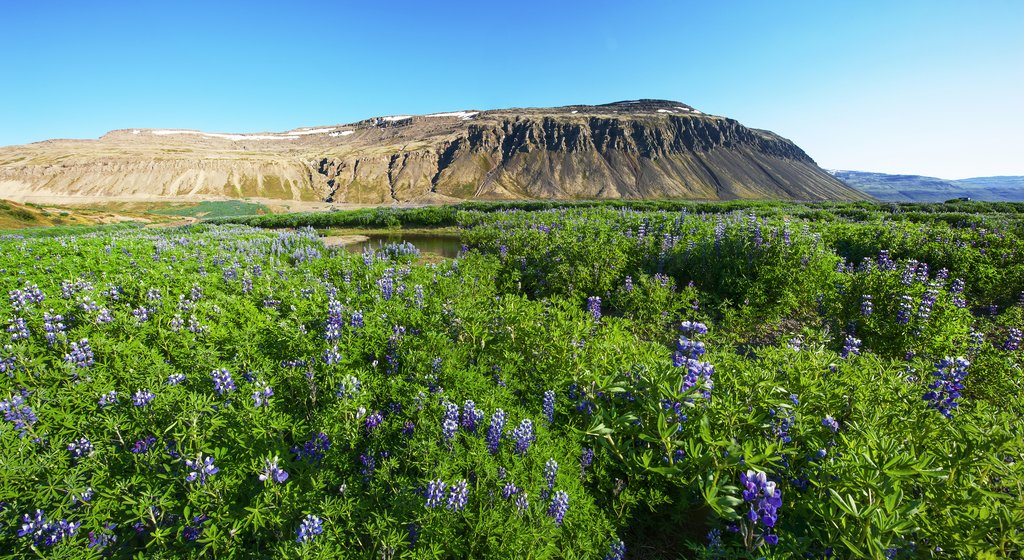 Few tourists make it to the Westfjords