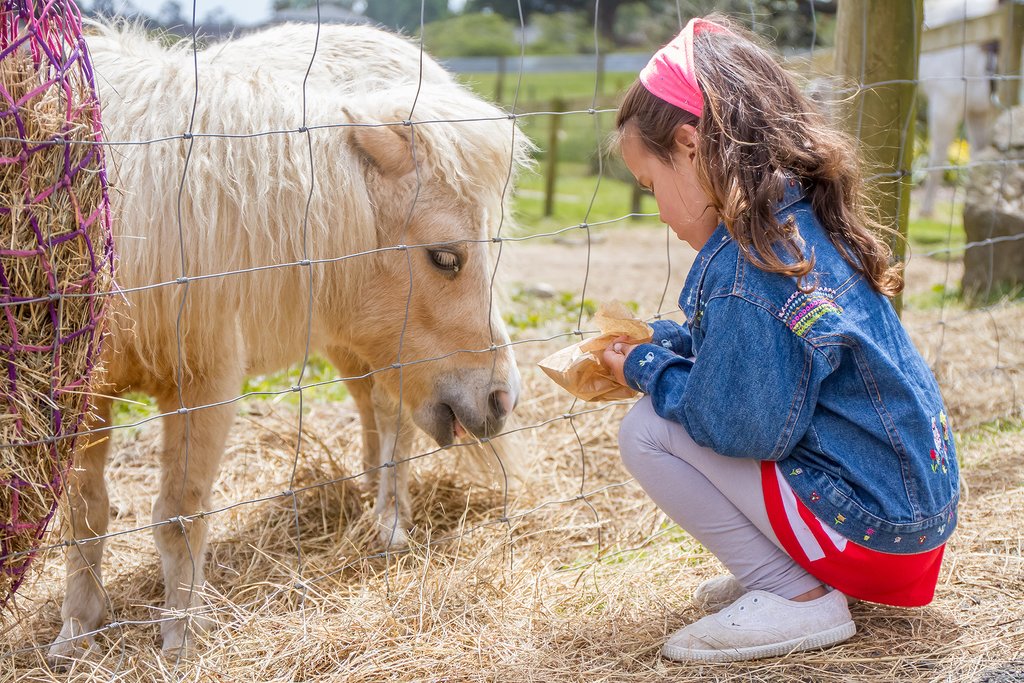 Little girl fees a pony 