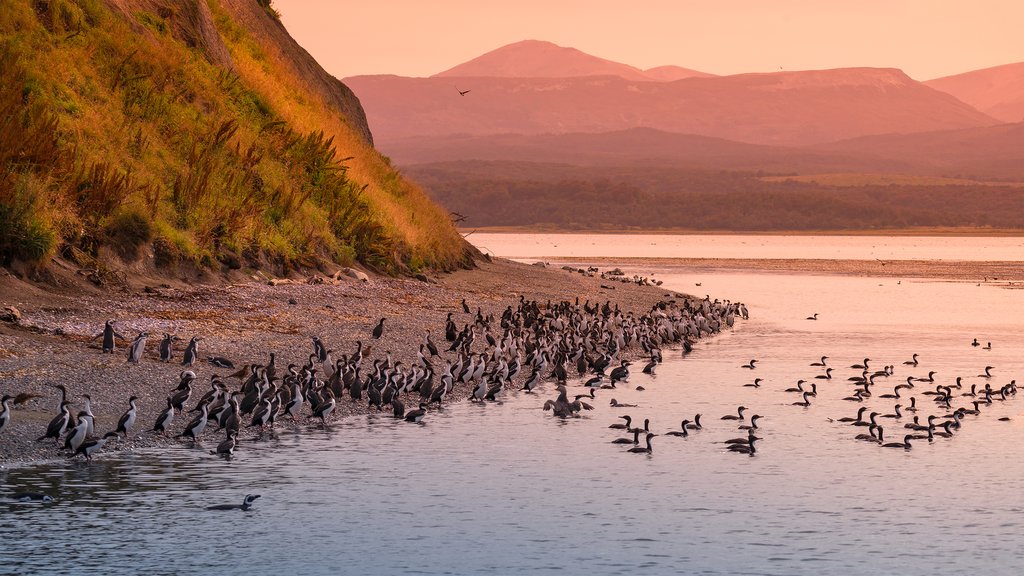 Watch a stunning sunset in the Beagle Channel.