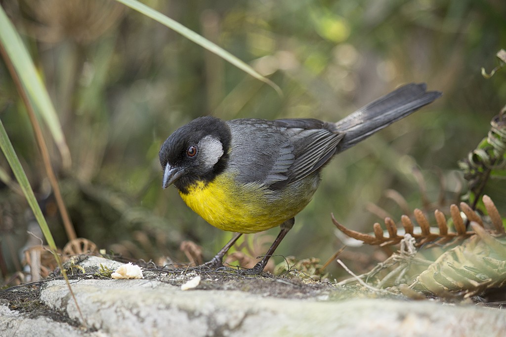 Santa Marta Brush-Finch