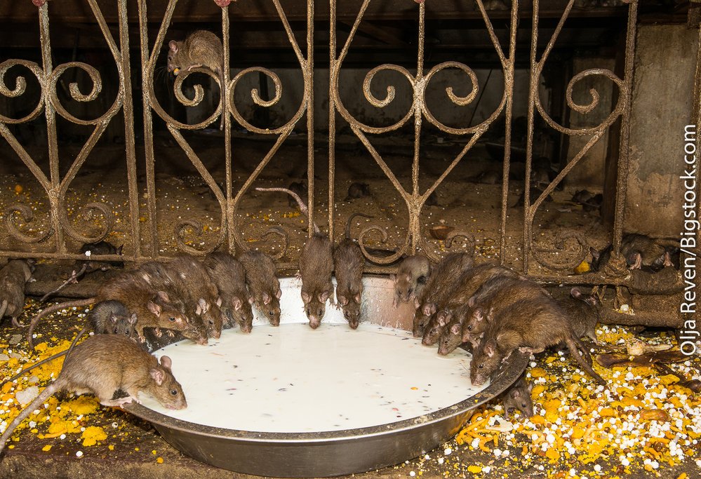 Karni Mata Mandir, the rat temple