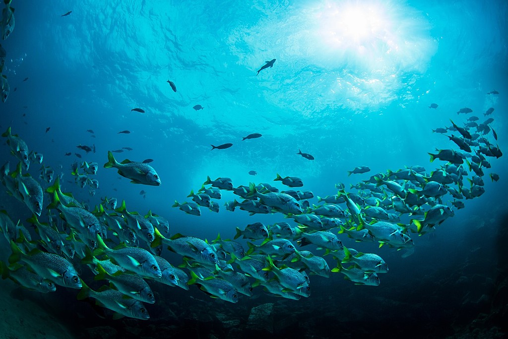 School of tropical fish