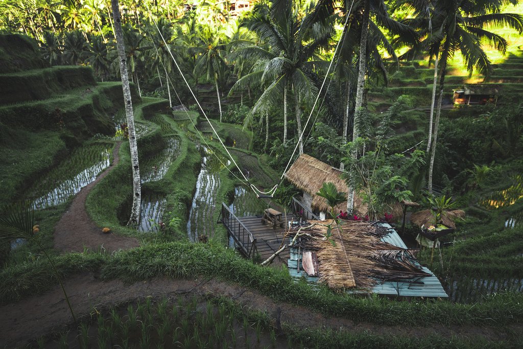Swing in Tegalalang Rice Terrace