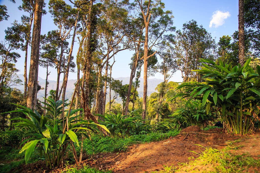 Get views of cardamom plantations