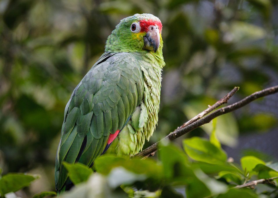 Spot exotic birds on a tour of the CATIE Botanical Gardens