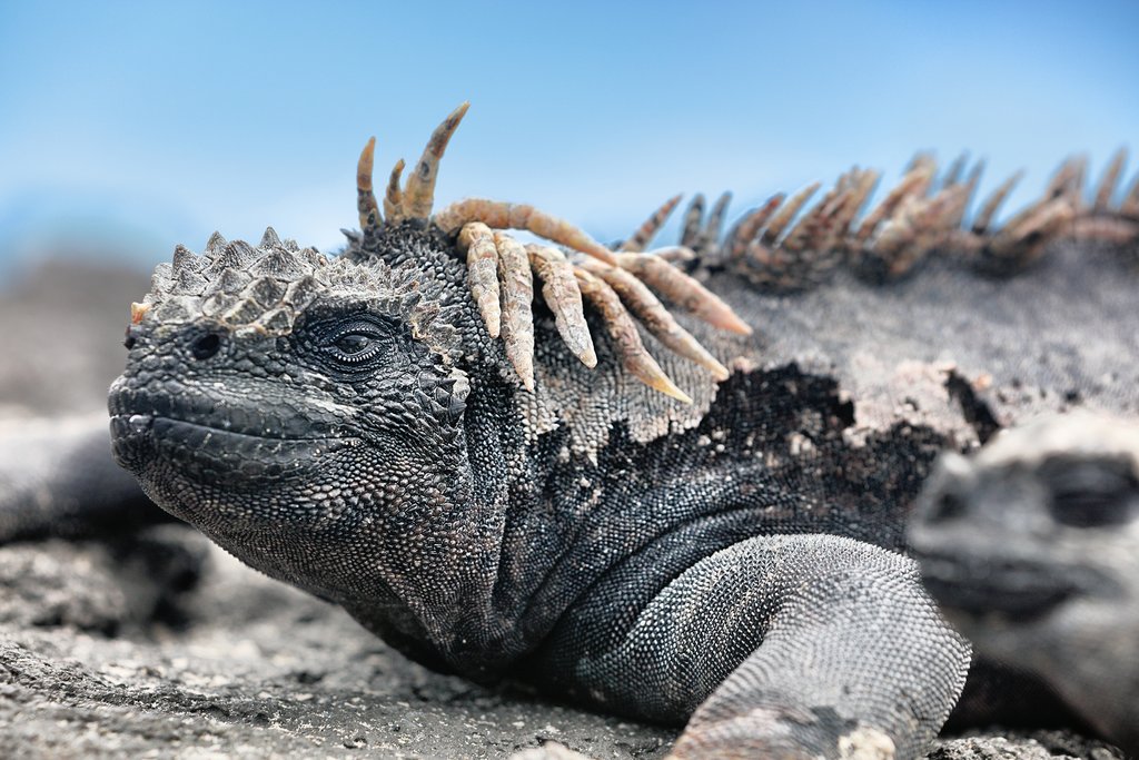Giant marine iguana