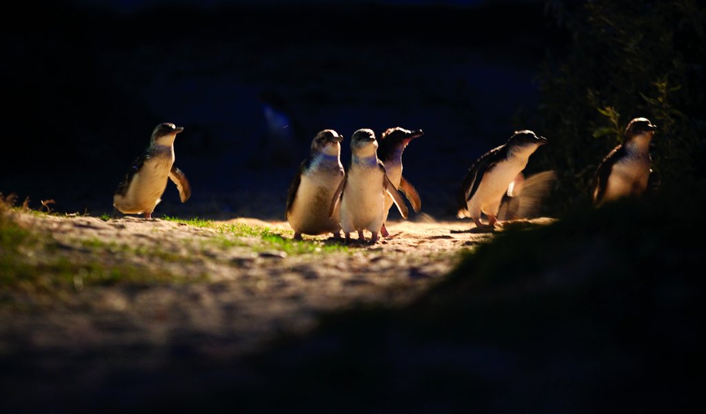 Phillip Island Penguin Parade
