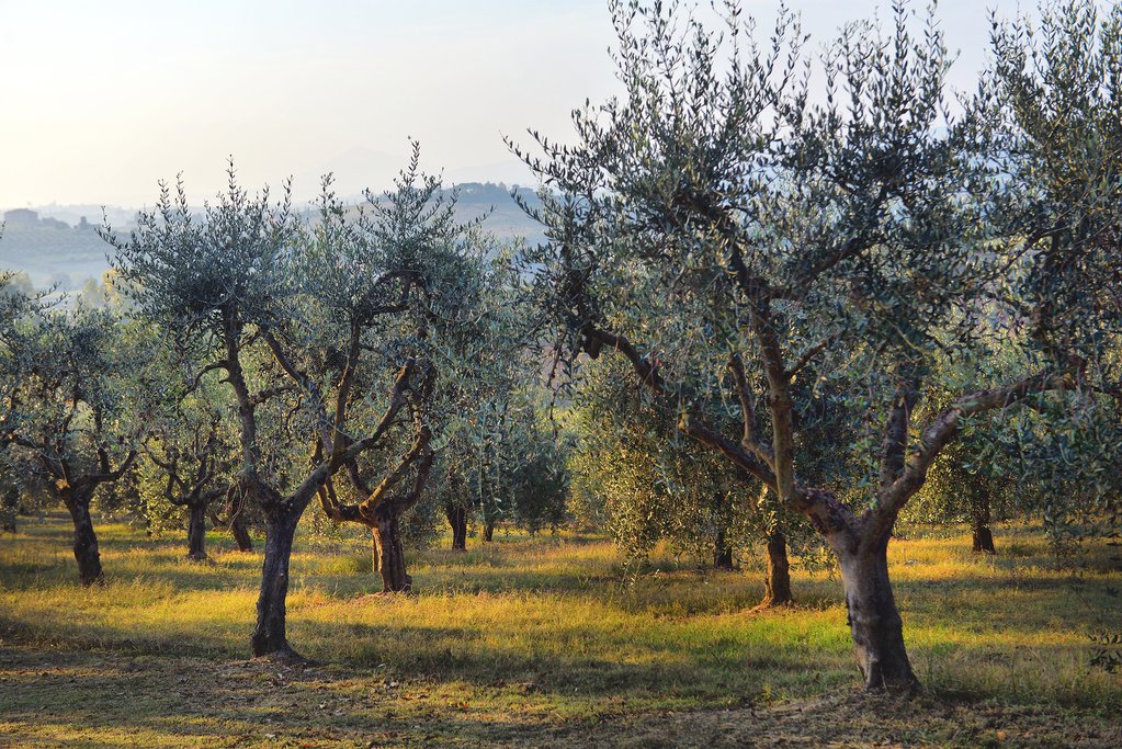 Italian Olive Groves