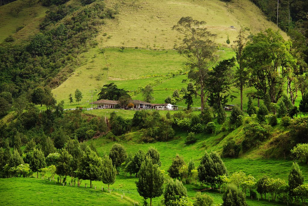 Coffee Finca in Colombia's Zona Cafetera