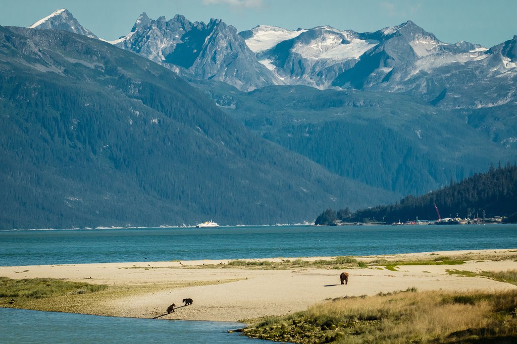 A bear family is spotted on the ferry ride