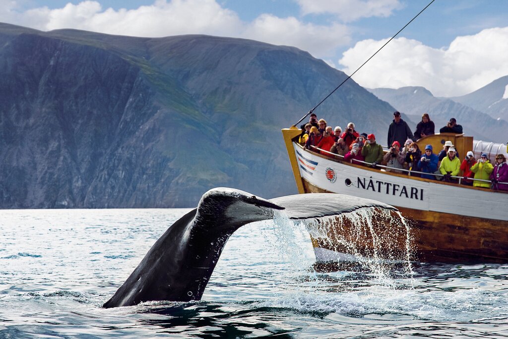 Whale Watching Tour
