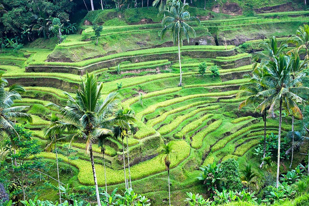 View of a rice field in Bali