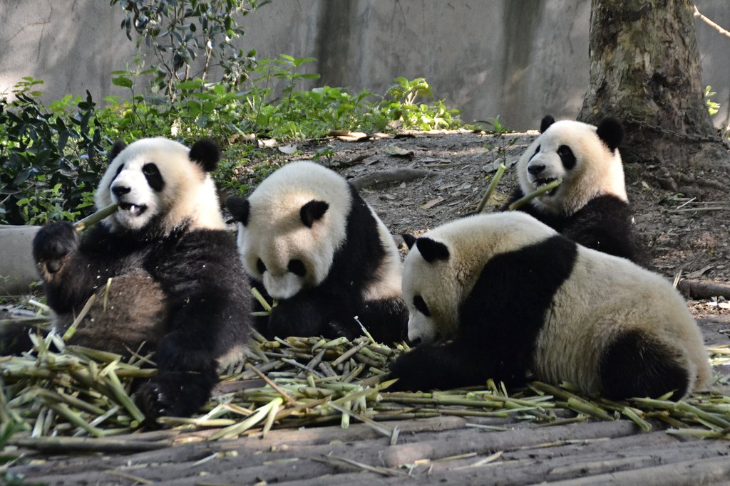 A group of pandas lounging around at Chengdu Panda Base