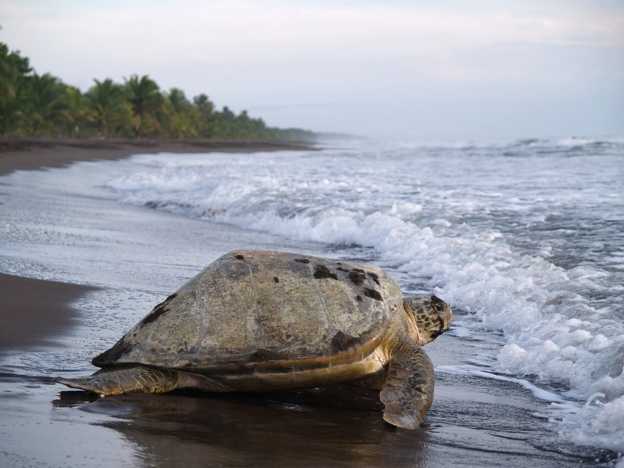 Turtle coming ashore to lay eggs on the beach in Parque Nacional Tortuguero