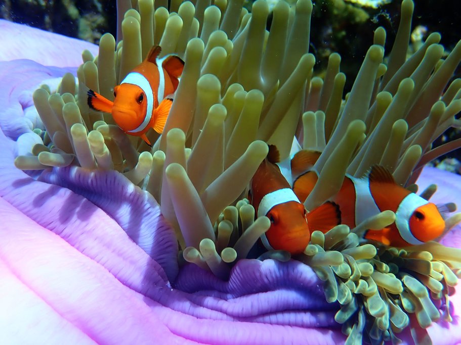 Clown fishes