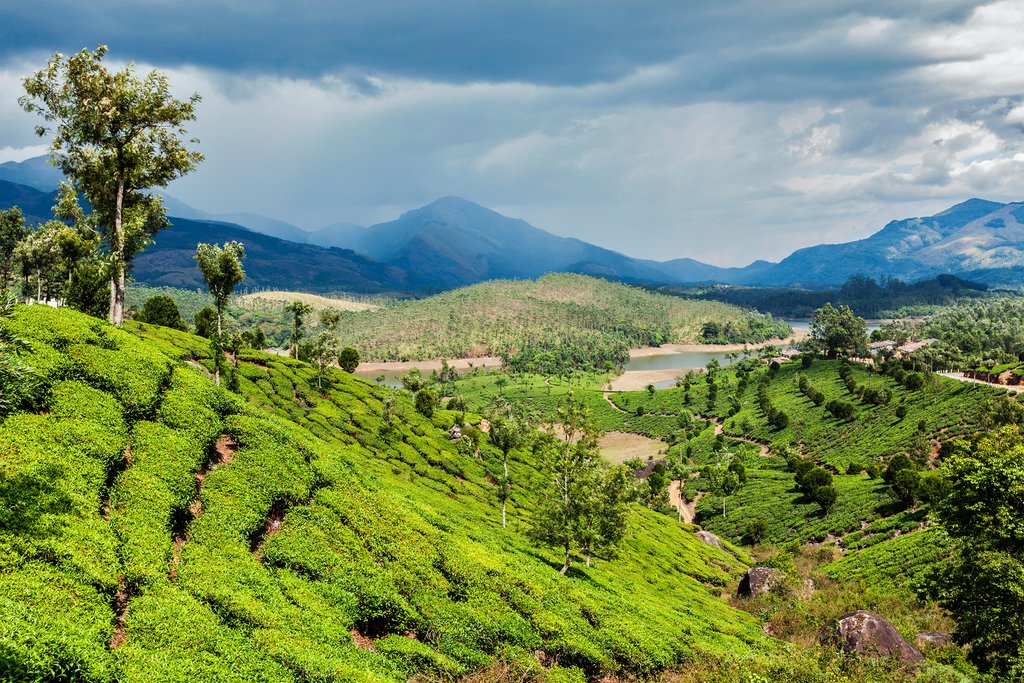 Tea plantations near Munnar