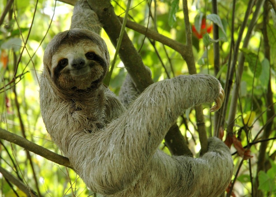 Catch sight of a sloth in the trees