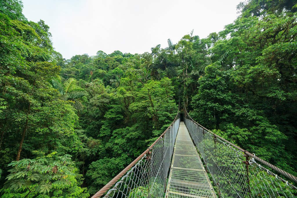 A suspension bridge in Monteverde's Cloud Forest