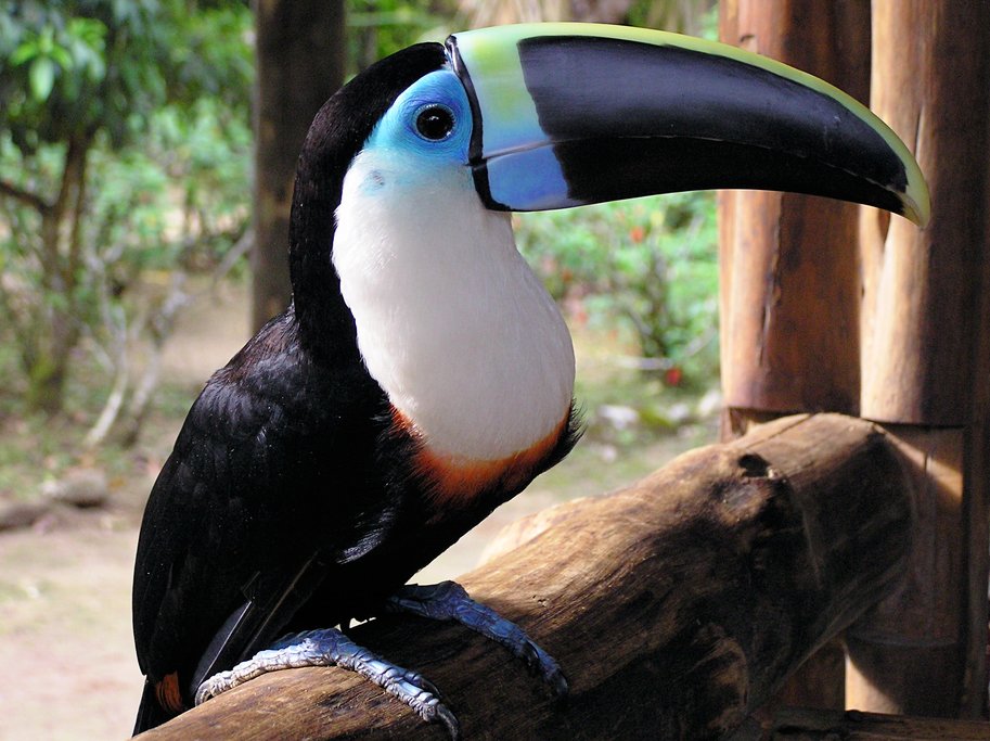 A toucan in Yasuni