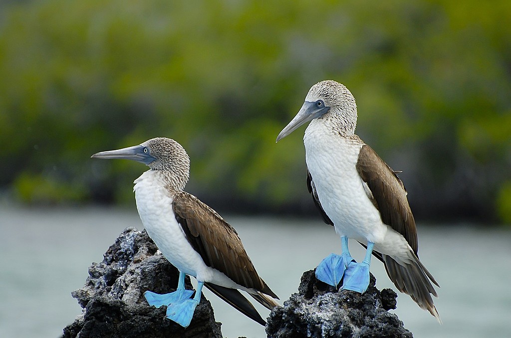 Blue-footed boobies