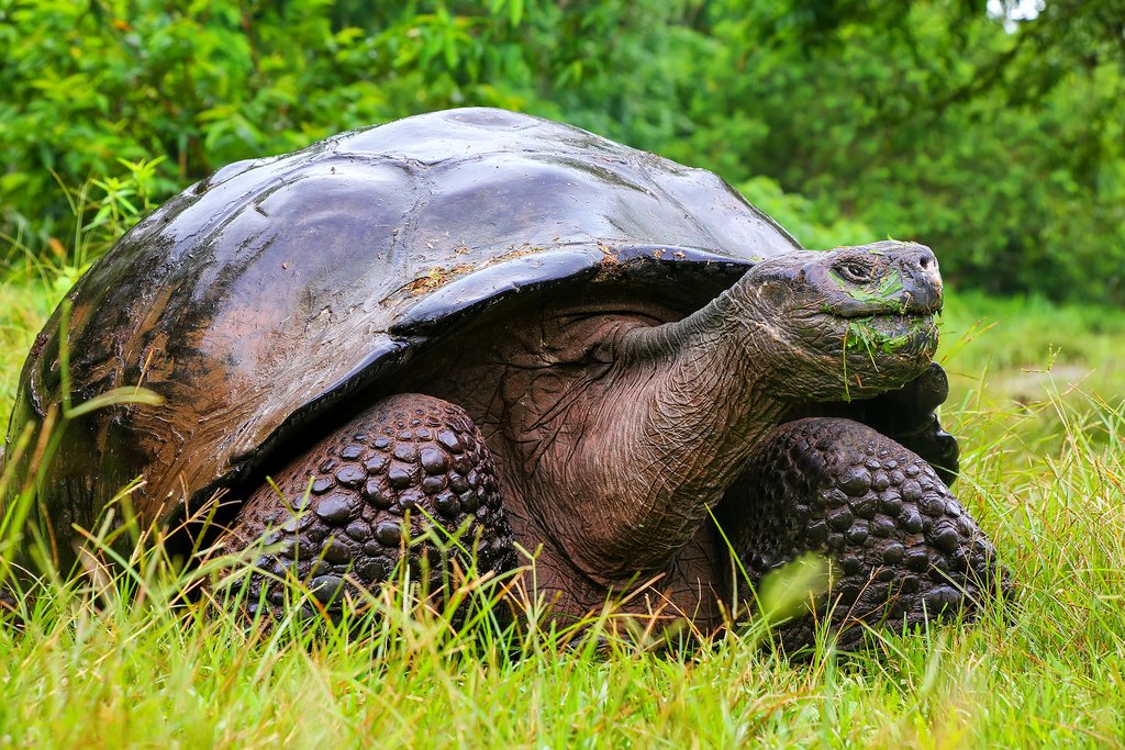 Giant Tortoise