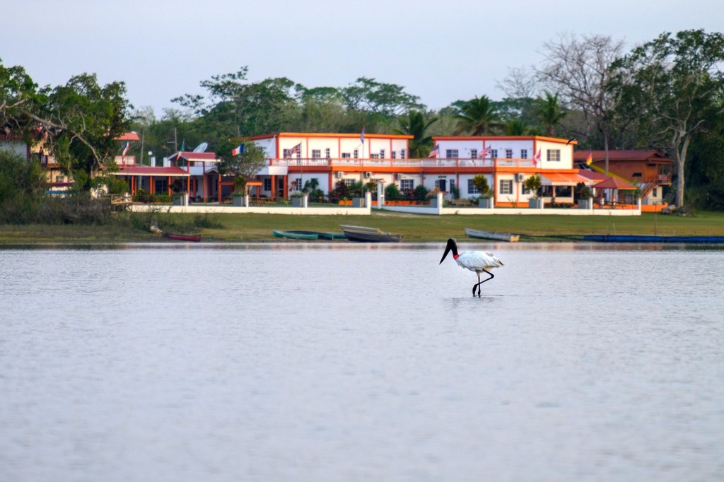 Bird's Eye View Lodge & Jabiru Stork!