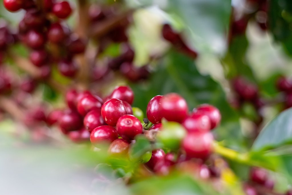 Diria Coffee Tour and Indigenous Culture Experience