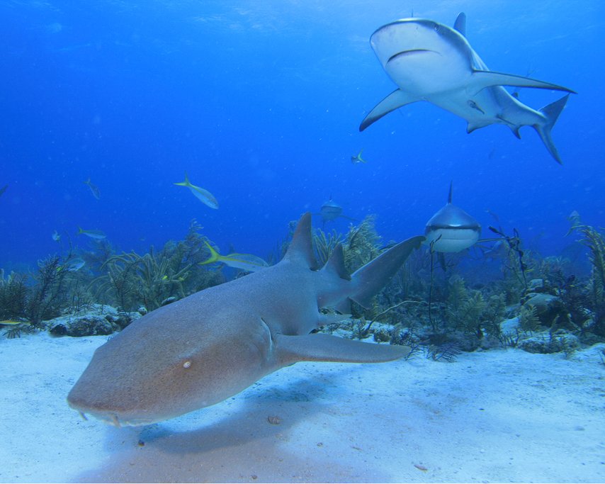 Nurse sharks