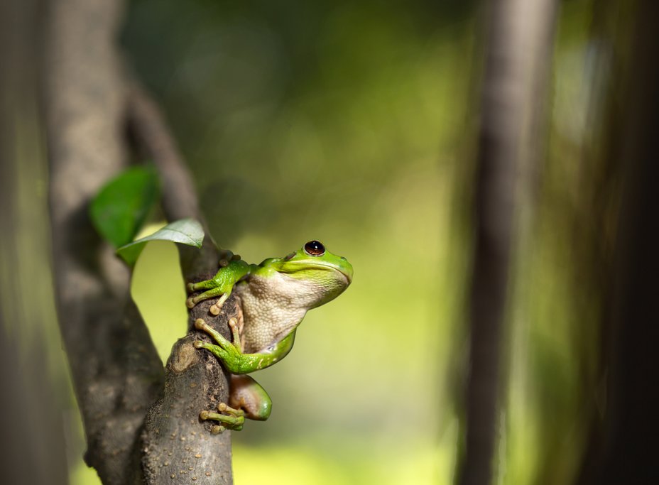 Tropical tree frog found in Bolivia