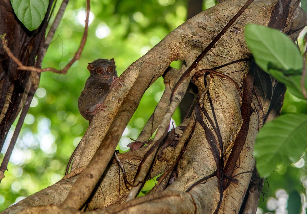 Indonesia - Tangkoko National Park - Tarsius tarsier