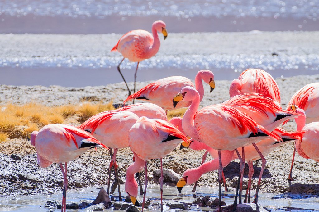Flamingos on a lagoon in Bolivia