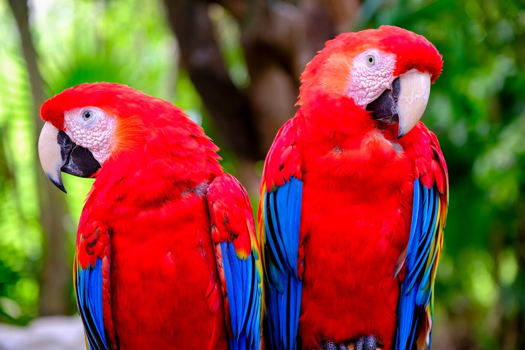 Scarlet macaws are common in Tárcoles