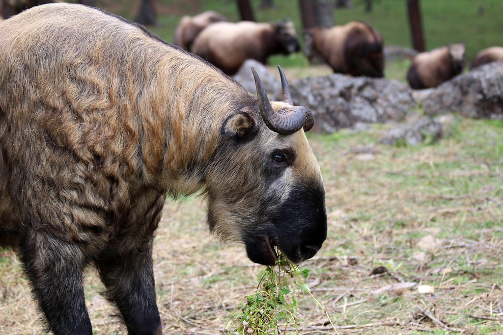 Takins, the Bhutanese national animal