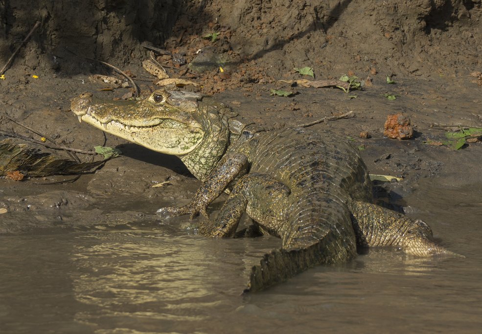 A caiman on the shore of Rio Frio in Caño Negro Wildlife Refuge