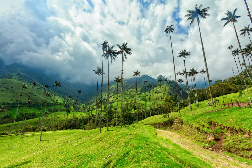 Wax palms of the Cocora Valley