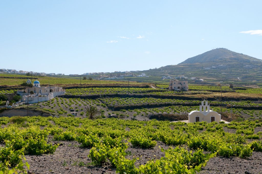 Vineyards on Santorini