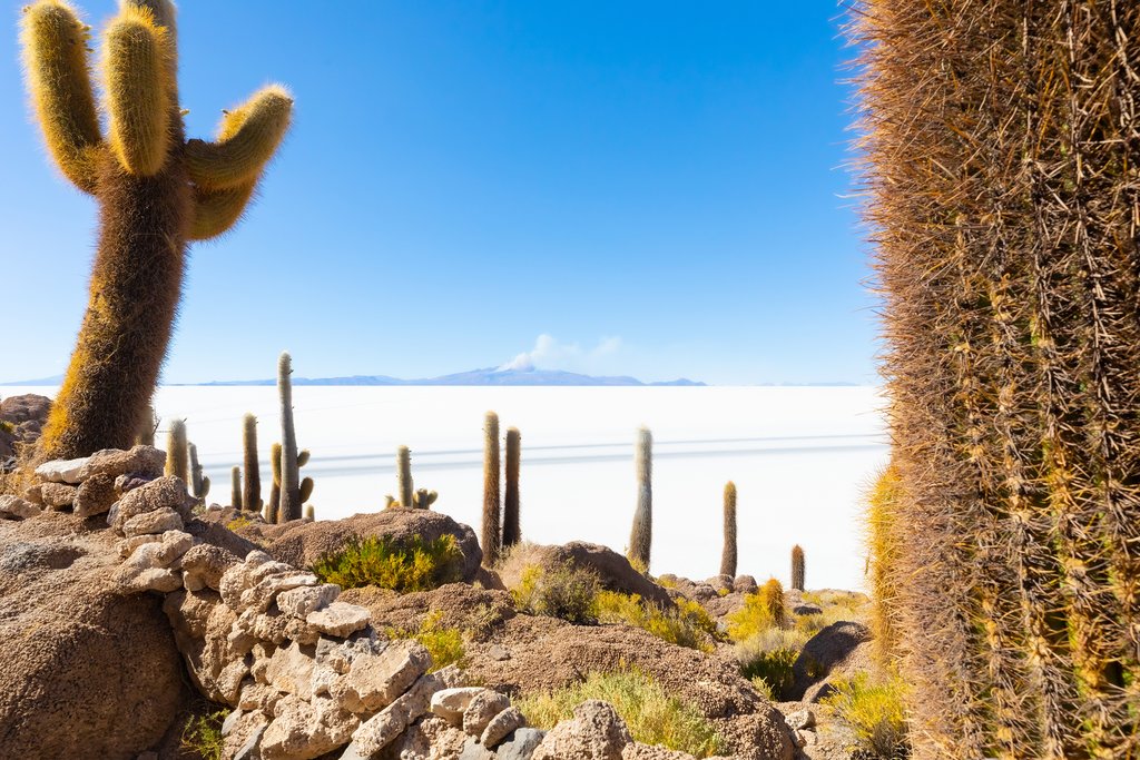 Cacti on Incahuasi Island