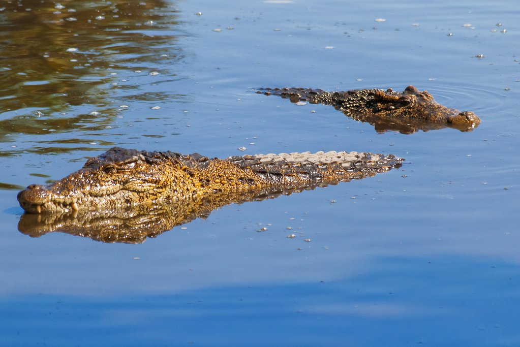 Cuban crocodiles, Parque Nacional Zapata
